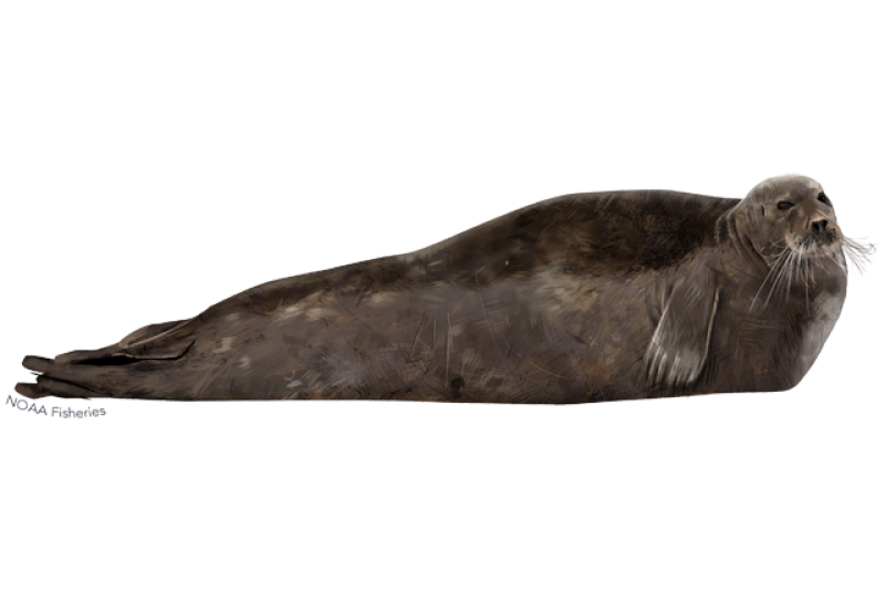 640x427-bearded-seal.png