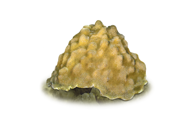 640x427-boulder-star-coral.png