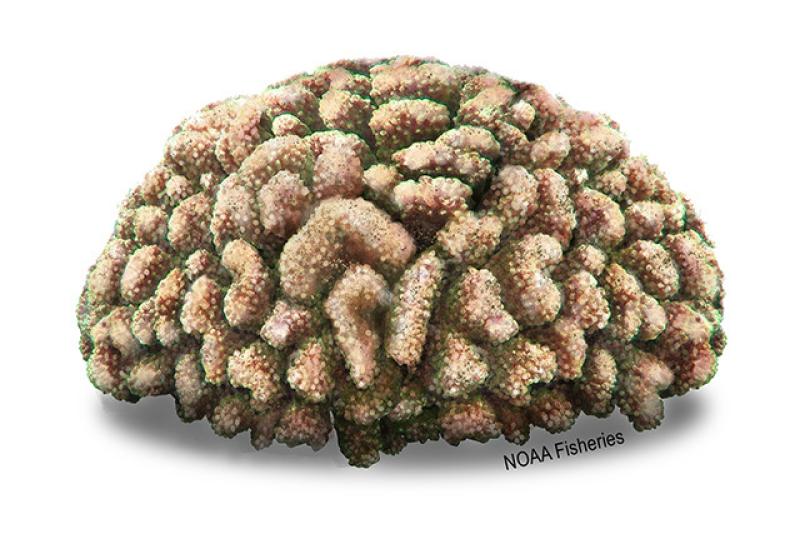 640x427-Coral_Cauliflower.jpg