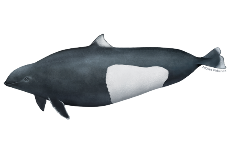 Side profile Dall's porpoise illustration. Credit: Jack Hornady