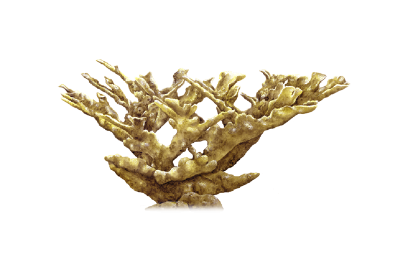640x427-elkhorn-coral.png