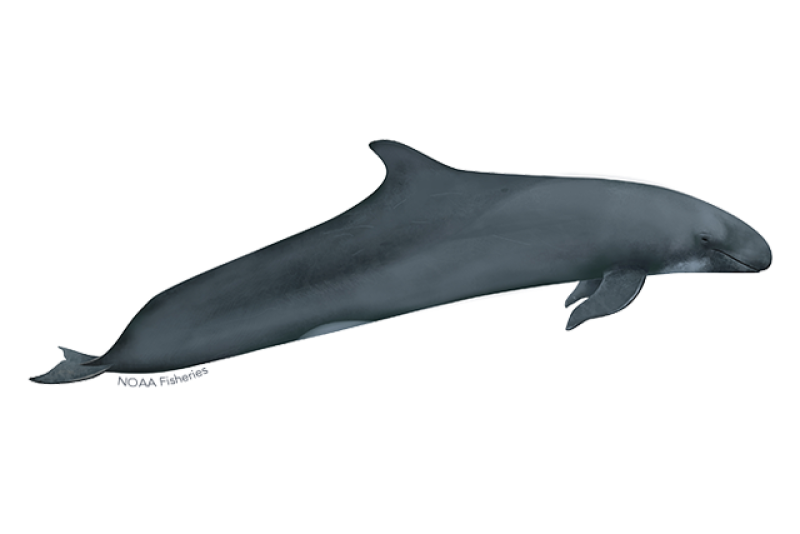 Profile drawing of False Killer Whale