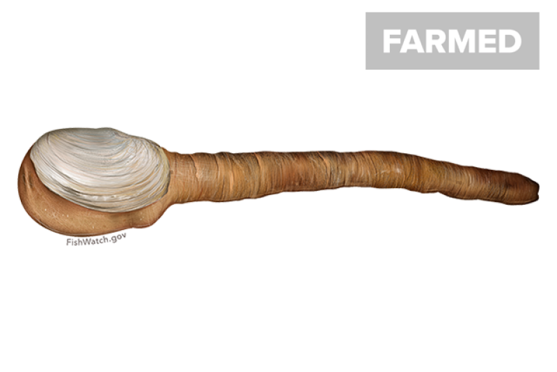 640x427-geoduck.png