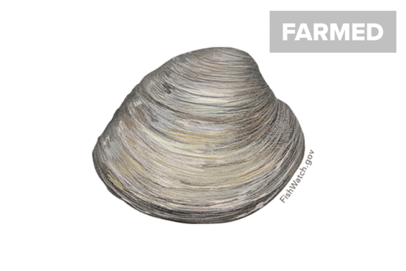 640x427-hard-clam-northern-quahog.png