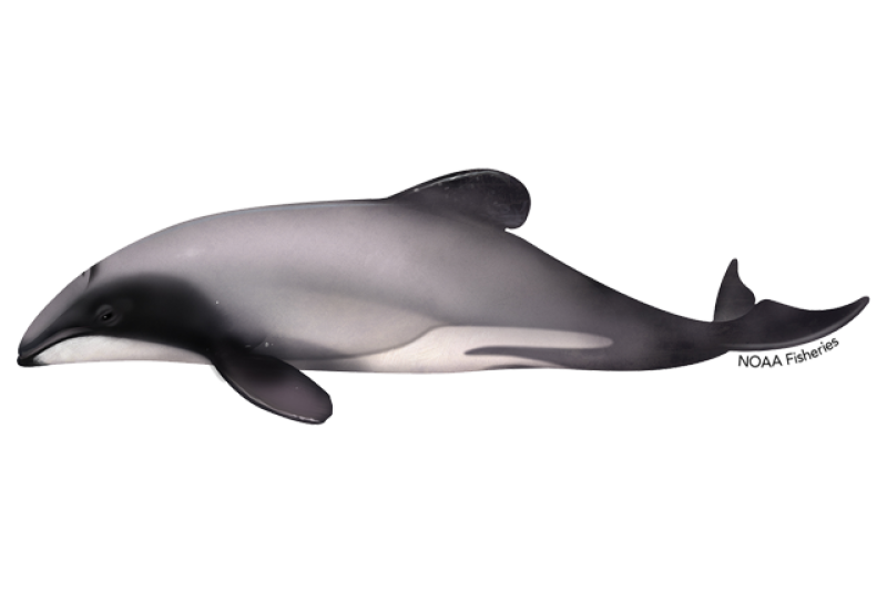640x427-hectors-dolphin.png