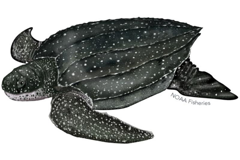 640x427-leatherback-turtle.jpg