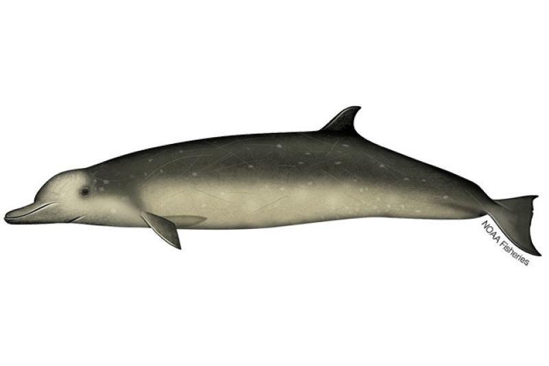 640x427-Longmans-Beaked-Whale.jpg