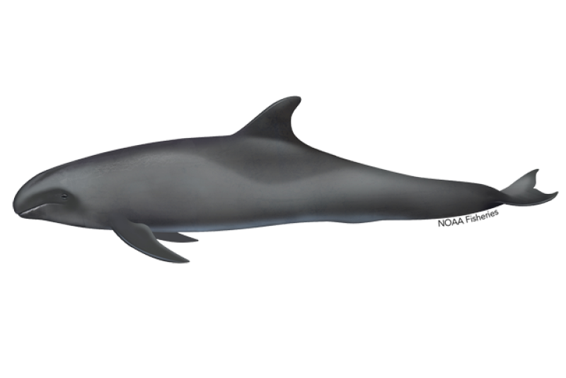 640x427-melon-headed-whale.png
