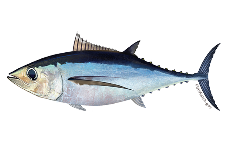 640x427-north-atlantic-albacore-tuna.png