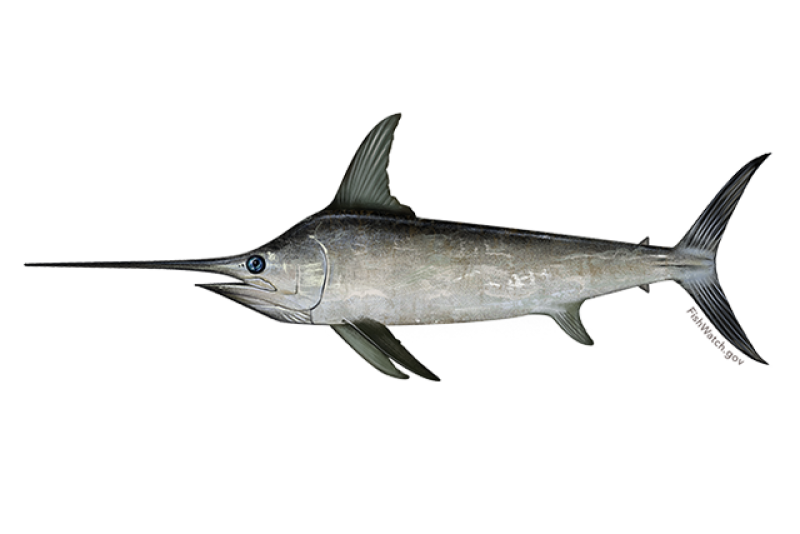 640x427-north-atlantic-swordfish.png