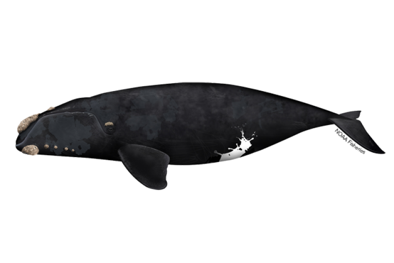 640x427-north-pacific-right-whale.png
