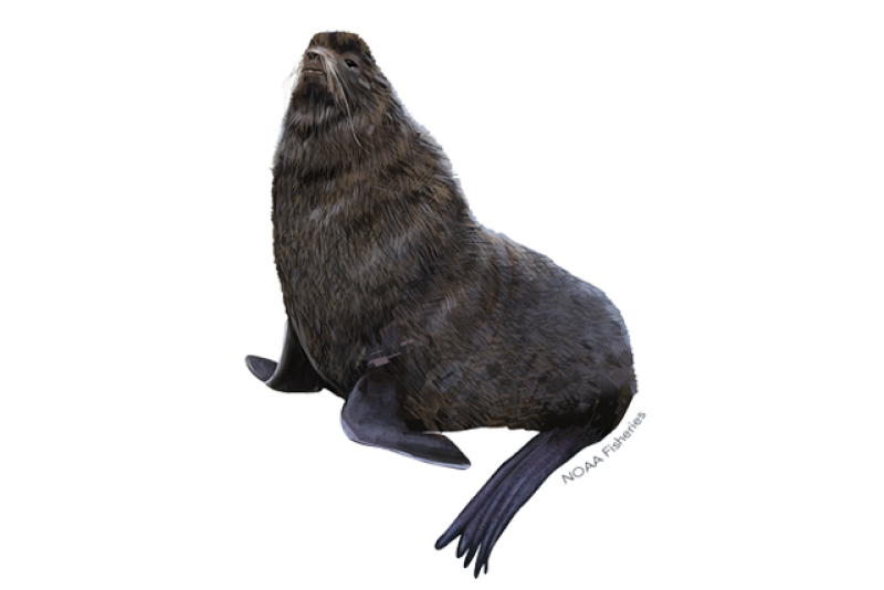 640x427-northern-fur-seal.png