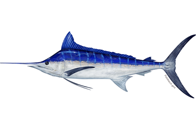 640x427-pacific-blue-marlin.png