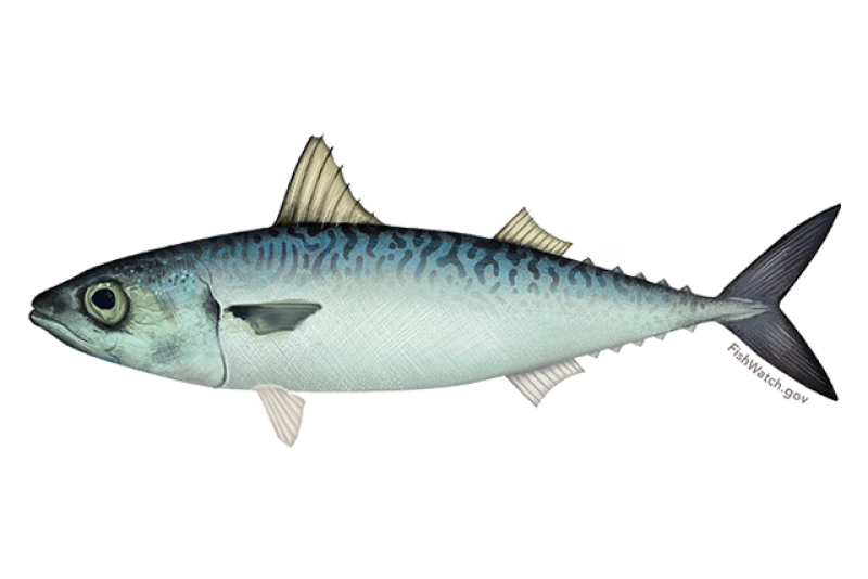 640x427-pacific-mackerel.png