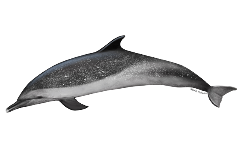 640x427-pantropical-spotted-dolphin.png