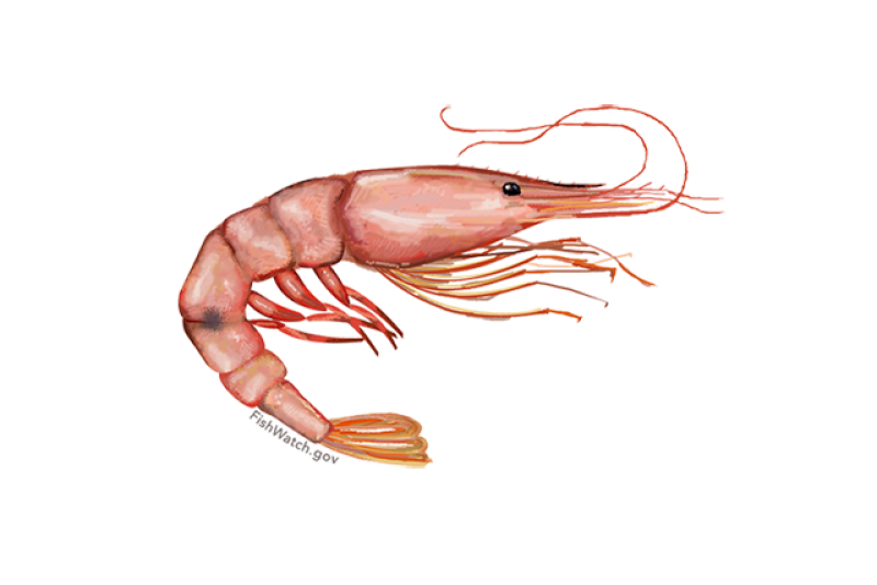 640x427-pink-shrimp.png