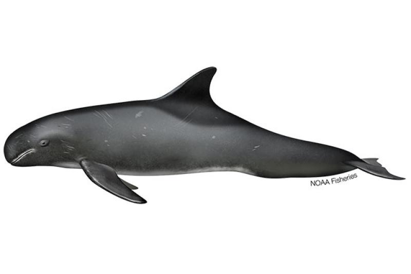 Profile drawing of Pygmy Killer Whale