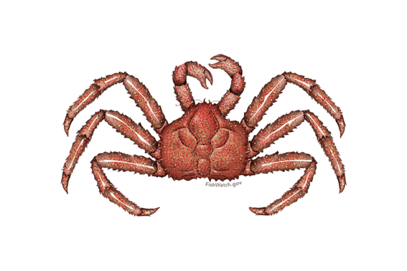 640x427-red-king-crab.png