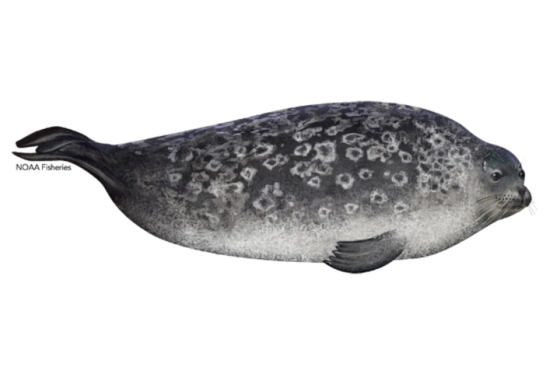 640x427-ringed-seal.png