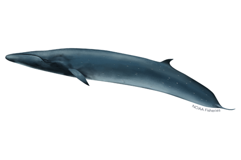 640x427-sei-whale.png