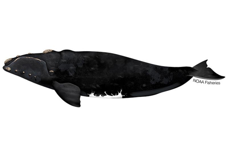 640x427-southern-right-whale.jpg