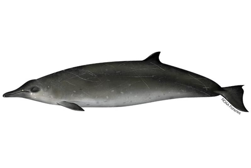 640x427-sowerbys-beaked-whale.jpg