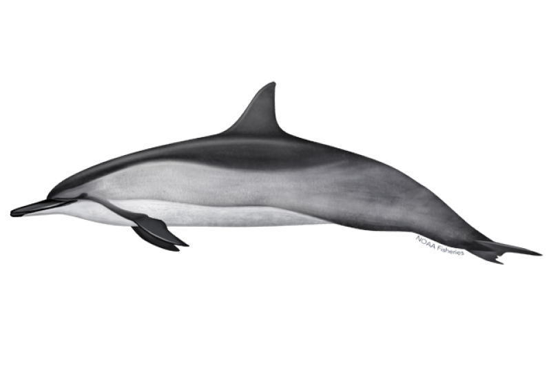 640x427-spinner-dolphin.png