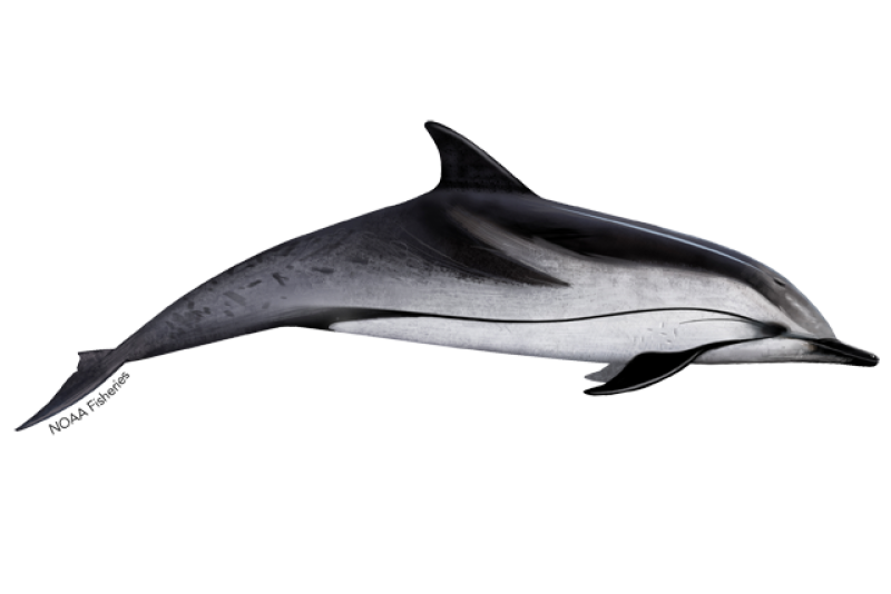 640x427-striped-dolphin.png
