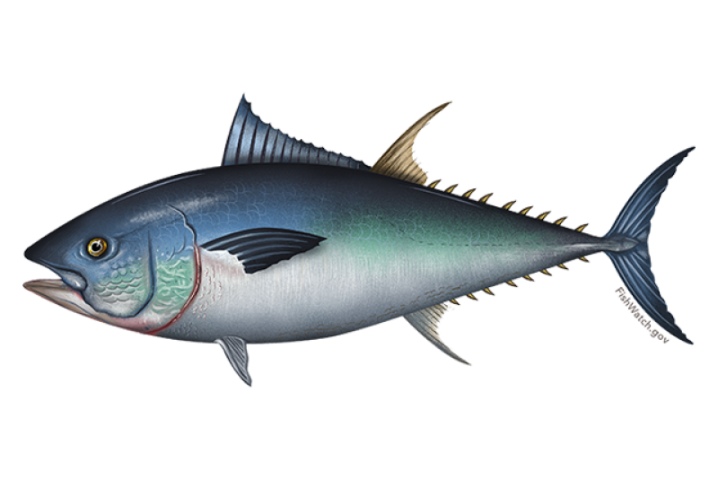 640x427-western-atlantic-bluefin-tuna.png
