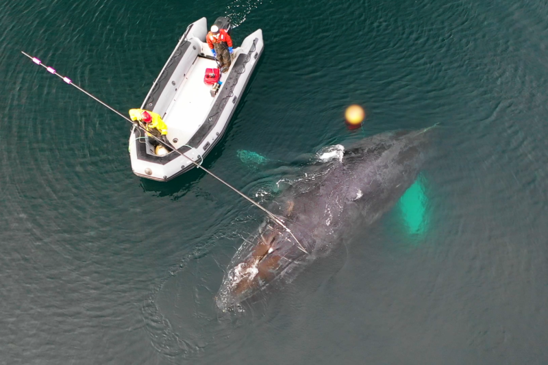 Entangled whale and rescue crew as seen from above.