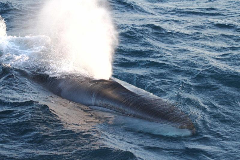 750x500-fin-whale-NOAA-Fisheries.jpg