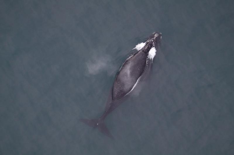 750x500-north-pac-right-whale-nmmlweb.jpg