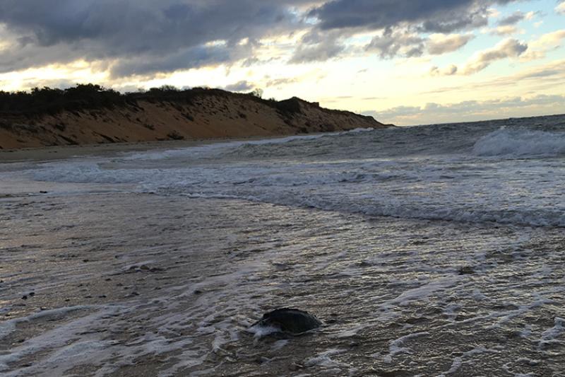 Kemp's ridley sea turtle on the beach.