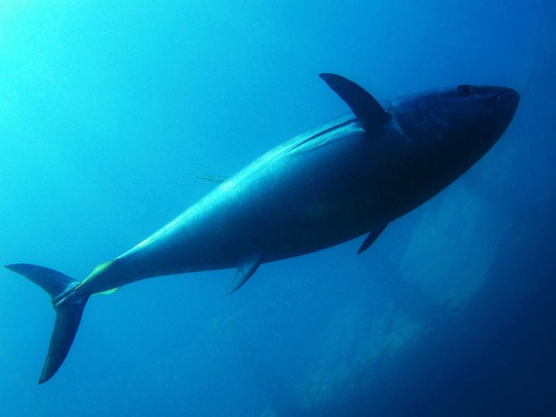 Bluefin tuna swimming overhead.jpg