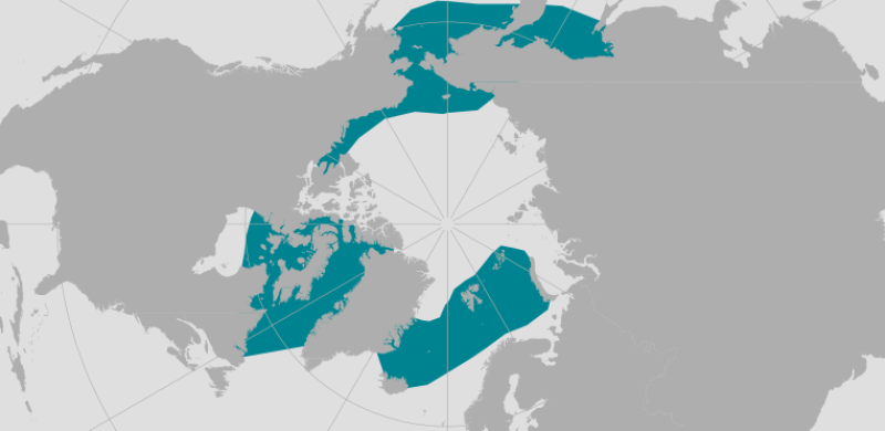 BowheadWhale_Polar_Lines_Arctic.png