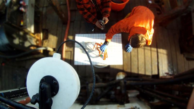Observer in orange jacket using grid system to electronically measure a crab.