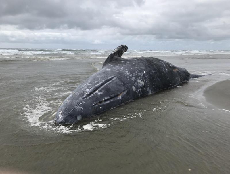 gray-whale-stranding.jpg