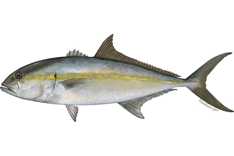 greater_amberjack.png