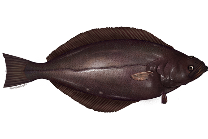 greenland_turbot.png