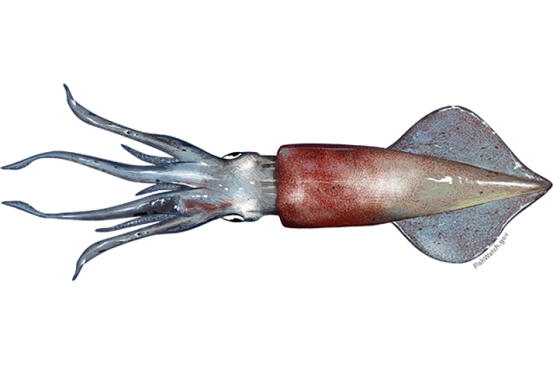 longfin_squid.png