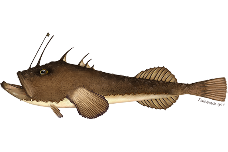 monkfish.png