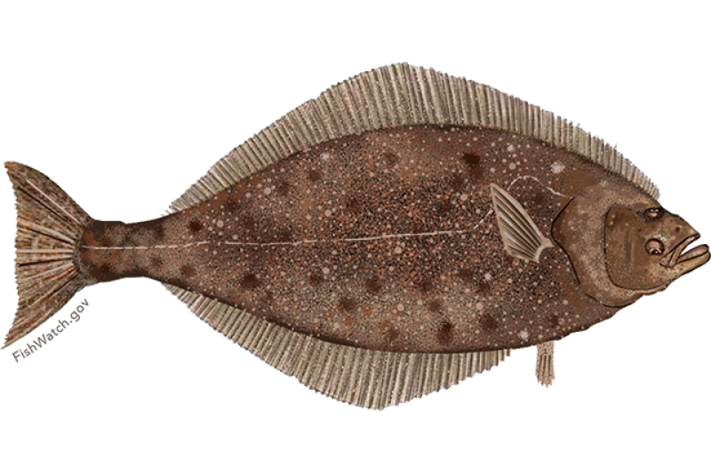 pacific_halibut.png
