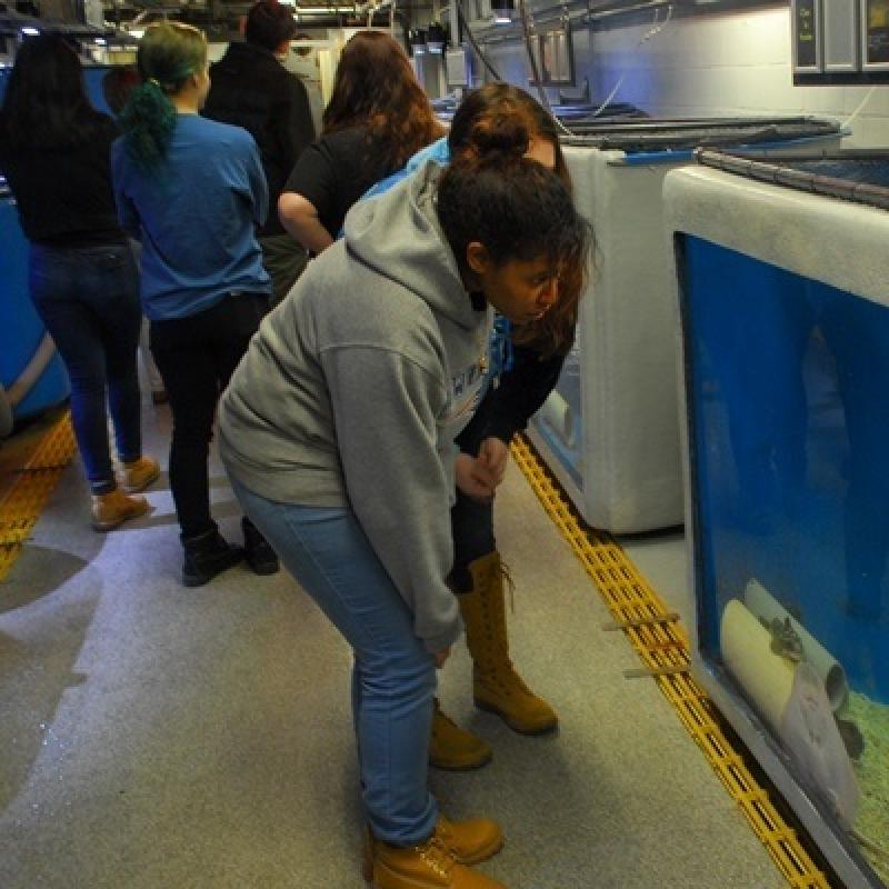 Behind the aquarium wall, students checking the view of the tanks from the backside.