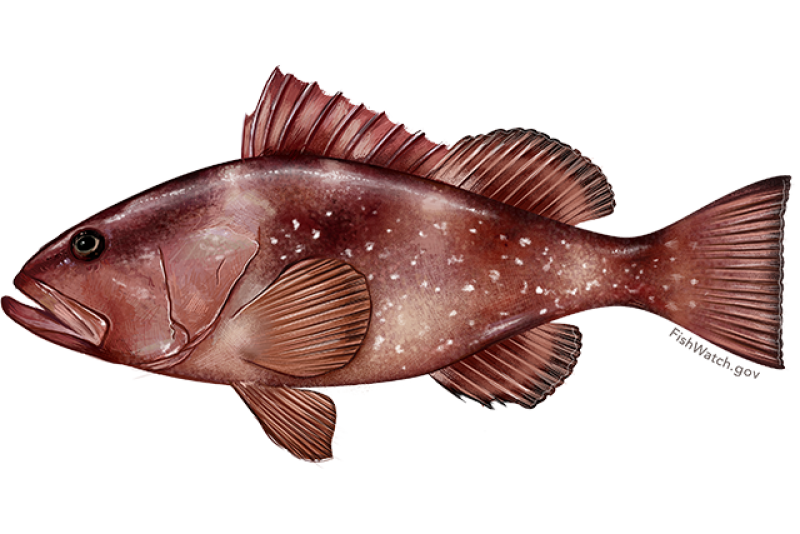 red_grouper.png