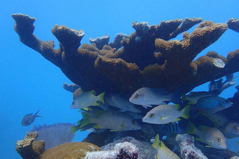 sombrero-reef-elkhorn-coral-NOAA and Jessica Levy_750x500.jpg