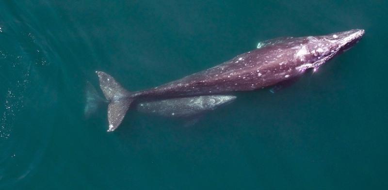 studying_graywhales_fromabove.jpg