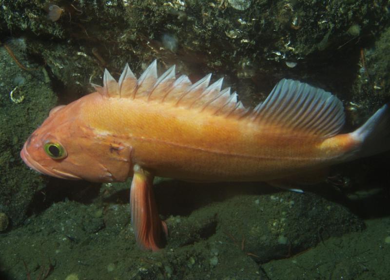 Side profile of yelloweye rockfish surrounded by ocean rocks. Fish has golden orange body with green eyes and spiky, grayish first dorsal fins.  