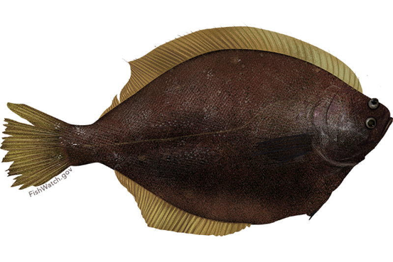 yellowfin_sole.png