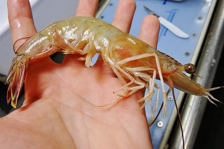 A white shrimp specimen that is longer than the width of the man's hand, is held over a dissection tray.