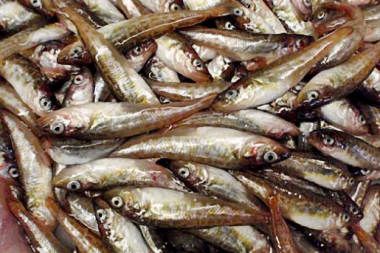 Pile of caught fish